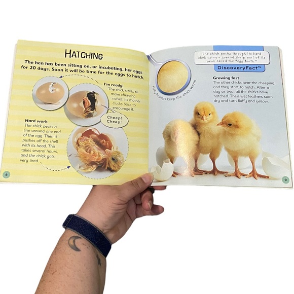 Change and Grow Chick to Hen by Discovery Kids Lifecycle Book - Picture 3 of 3